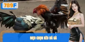 Mẹo Chọn Kèo Đá Gà Chính Xác 789F, Chọn Đâu Thắng Đó