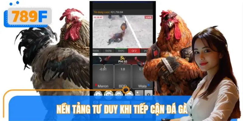 Nền tảng tư duy khi tiếp cận đá gà chuyên sâu