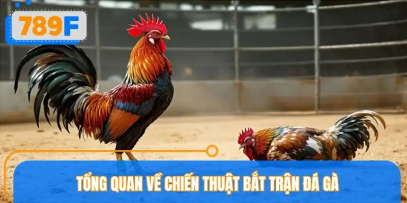 Tổng quan về chiến thuật bắt trận đá gà