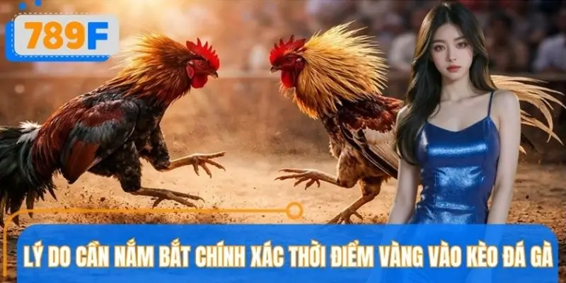 Vì sao biết và nắm rõ thời điểm vào kèo đá gà lại quan trọng?