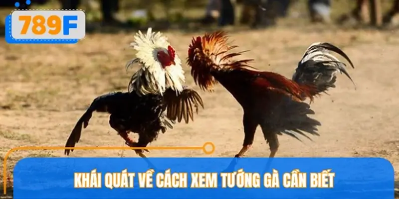 Xem tướng gà là gì? Những nguyên tắc nền tảng cần nắm